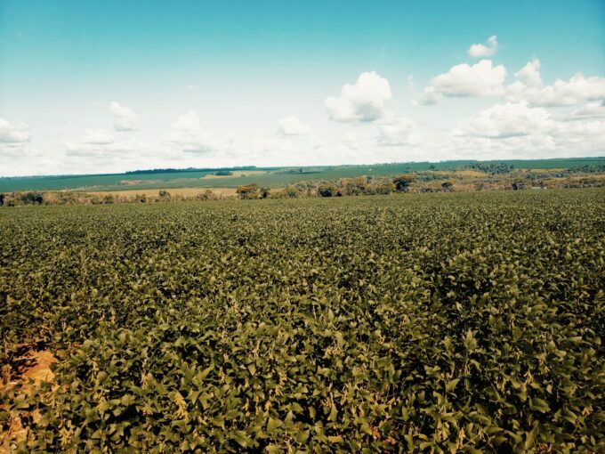 Vendo hermoso campo en Itakyry – Alto Paraná 450 hectáreas con plantación de soja.