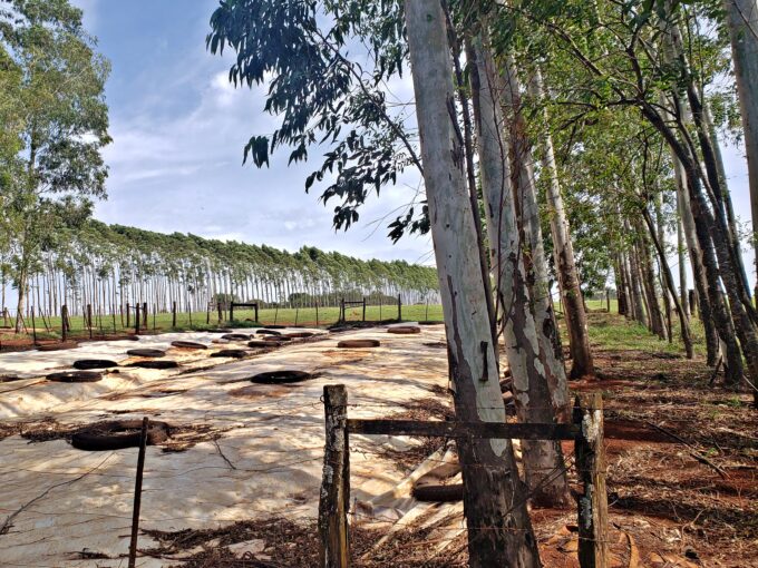 En venta 600 hectáreas en Departamento de Itapuá – Zana Pirapo – Paraguay
