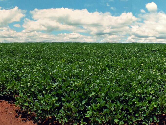 Se vende campo de 8.000 hectareas en Departamento de Alto Paraná – Zona Santa Rita e Ituña Paraguay dentro de un Complejo de Unidad Productiva.